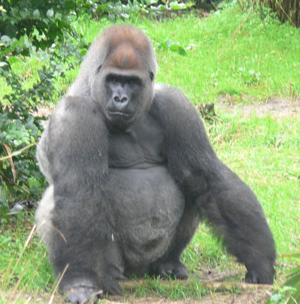 File:Male silverback Gorilla.jpg