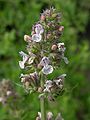 Catnip (Nepeta cataria)