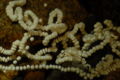 Panamanian Golden Frog's eggs (Atelopus zeteski) Genus:Atelopus