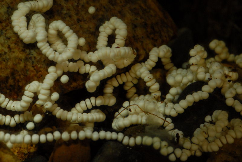 File:Panama golden frog eggs.jpg