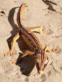 desert gecko