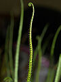 Thumbnail for version as of 18:44, 18 May 2010