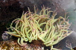 Anemonia viridis.jpg