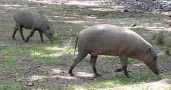 Babirusa pair.jpg