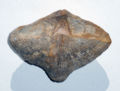 Brachiopod neospirifer