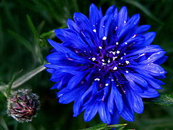 Cornflower2.jpg