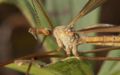 Crane Fly (Diptera) Subtaxa: Nematocera
