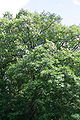 Thumbnail for version as of 17:56, 18 May 2010