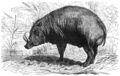 Togian babirusa (B. togeanensis)