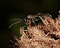 Ichneumon wasp (Orthopelma mediator)