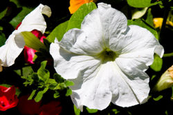 Morning glory.jpg