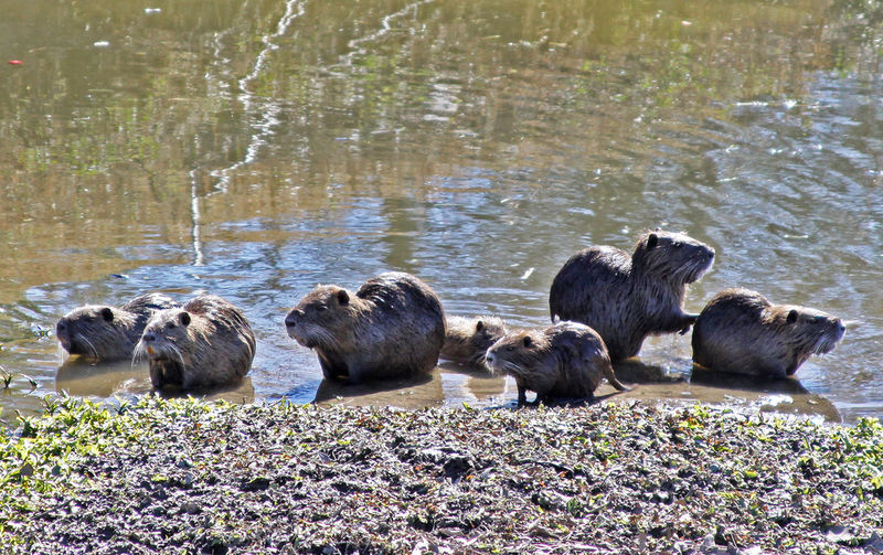 File:Nutria.jpg