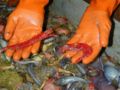Red Shrimp