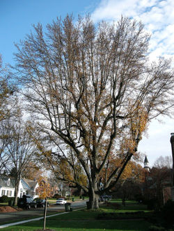 Sweetgum tree.jpg