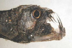 Viper fish.jpg