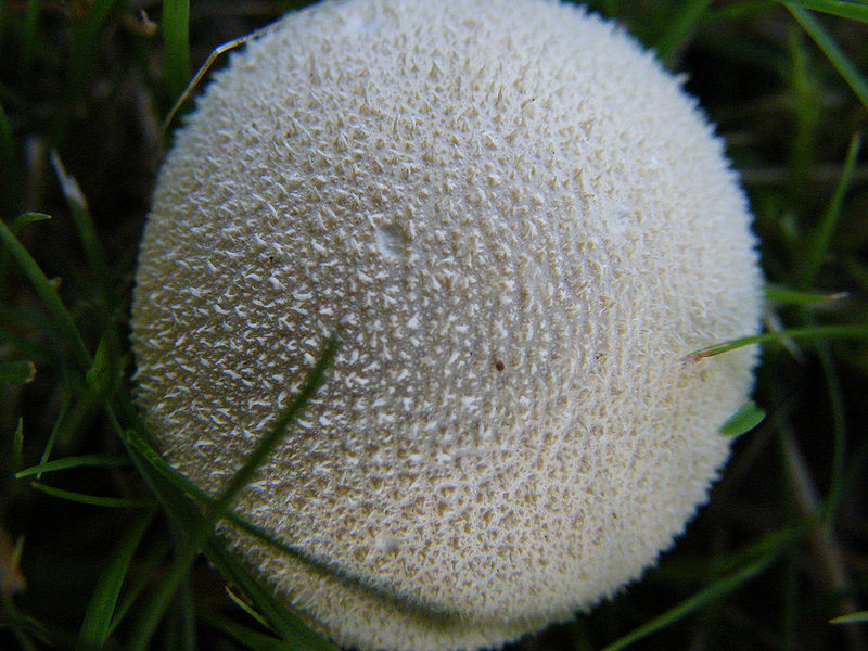 File:2935400102 aaa3946553 b.jpg