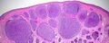 Thumbnail for version as of 05:06, 27 October 2014