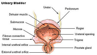 Bladder1.jpg