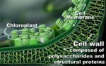 Cellwall.jpg