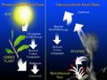 Photosynthetic vs. Chemosynthetic food chains