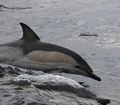 Short-Beaked Common Dolphin (Delphinus delphis) Genus: Delphinus