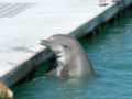 Unidentified dolphin. (Probably bottlenose)