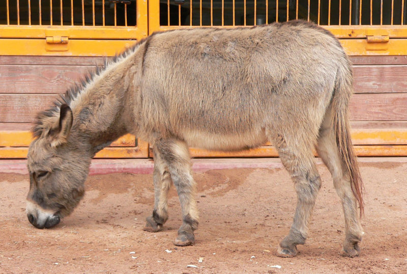 Ficheiro:Donkey.jpg
