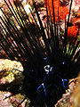 Long-spined sea urchin (Diadema savignyi)