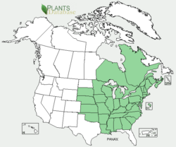 PANAX.png