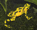 Panamanian Golden Frog (Atelopus zeteski) Genus: Atelopus