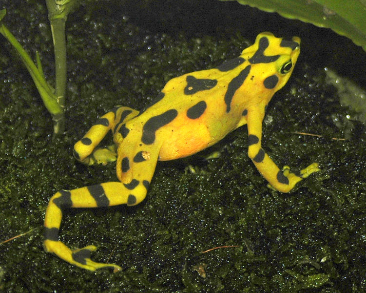 File:Panamanian golden frog.jpg