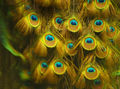 Peacock feathers