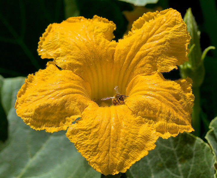 File:Pumpkin blossom.jpg