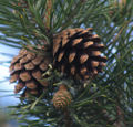Thumbnail for version as of 21:58, 9 August 2007