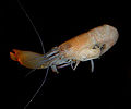Snapping shrimp (Synalpheus fritzmuelleri) Superfamily: Alpheoidea