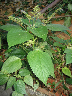 Stinging nettle.jpg