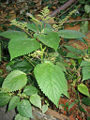 Thumbnail for version as of 00:27, 9 May 2008