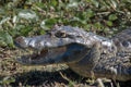 Thumbnail for version as of 00:04, 4 January 2008