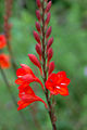 (W. galpinii)