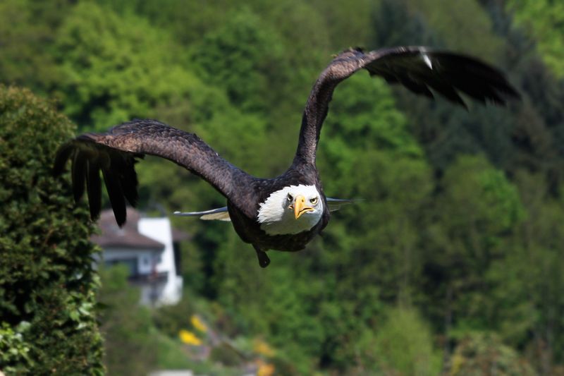 File:BaldEagleMain.jpg