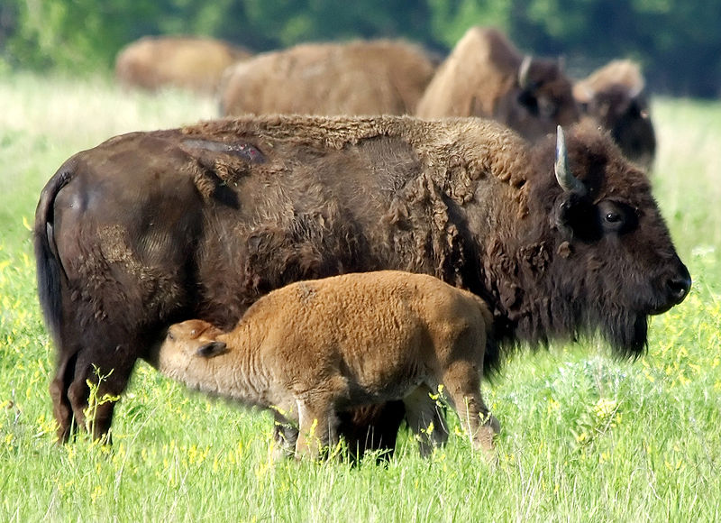 File:Bison with young.jpg