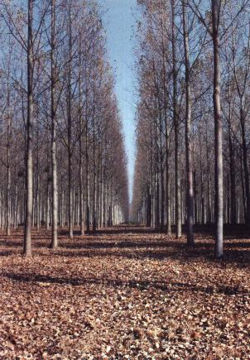 Black poplar ecology.jpg