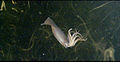 Thumbnail for version as of 17:22, 28 March 2009