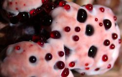 Hydnellum peckii101remix.jpg