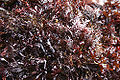 Irish moss (Chondrus crispus) Division: Rhodophyta