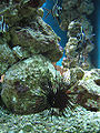 Thumbnail for version as of 05:28, 1 December 2009