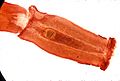 tapeworm common in foxes, skunks, dogs and raccoons (Mesocestoides variabilis) Subtaxa:Cyclophyllidea
