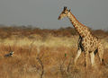 Northern giraffe (G. Camelopardalis) Genus: Giraffa