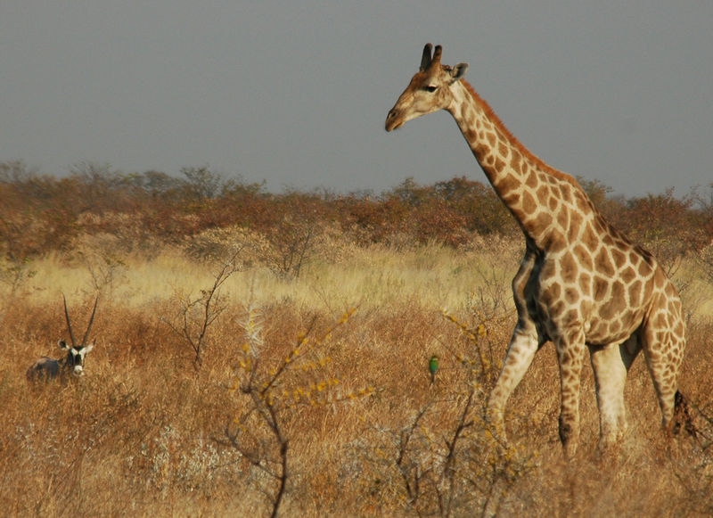 File:Namibie Etosha Girafe.jpg