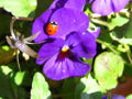 Pansy(V. tricolor) - Ladybug on a purple pansy